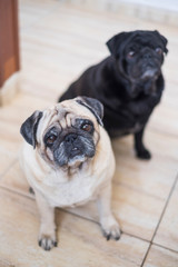Couple of old adorable lovely pug dog sit down together at home on the floor looking at you waiting for food or tenderness