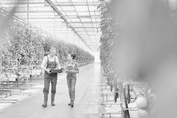 Black and white photo of senior farmer carrying tomatoes in crate while talking to supervisor in greenhouse