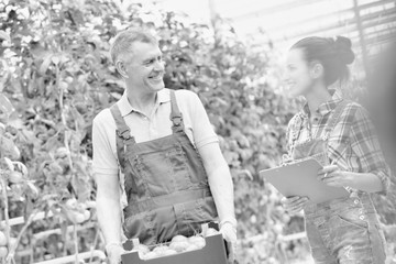 Black and white photo of senior farmer carrying tomatoes in crate while talking to supervisor at greenhouse
