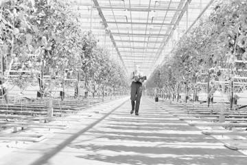 Fototapeta na wymiar Black and white photo of senior farmer carrying tomatoes in crate at greenhouse
