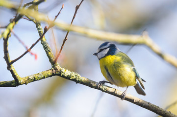 Blue Tit perching on a branch