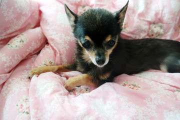 Small Chihuahua Dog On The Pink Blanket