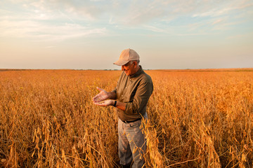 Naklejka na ściany i meble Senior farmer standing in soybean field examining crop at sunset.