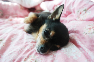 Chihuahua Lying Down In The Pink Bedroom
