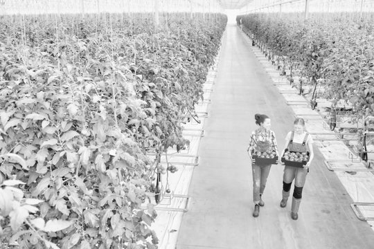 Black and white photo of young female farmers carrying newly harvest tomatoes in crate at greenhouse