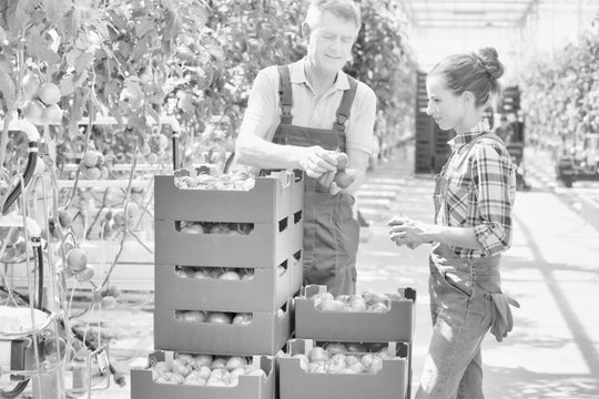 Black and white photo of senior farmer showing tomato to female farmer in greenhouse