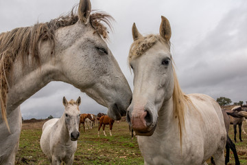Obraz premium Lusitan Horse herd in the wild - mare and calf - Portugal - Golega