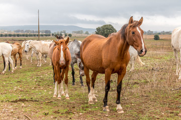Naklejka na ściany i meble Lusitan Horse herd in the wild - mare and calf - Portugal - Golega