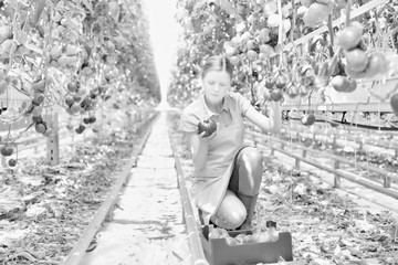 Black and white photo of young female farmer picking tomatoes in greenhouse