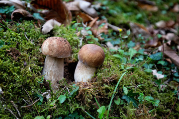I funghi porcini