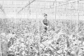 Black and white photo of female farmer examining tomatoes growing in greenhouse