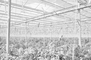 Black and white photo of senior farmer checking plants growing in greenhouse