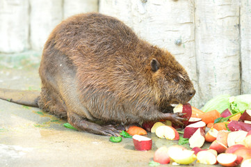 リンゴを食べるビーバー
