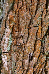 Wallpaper, background of tree bark