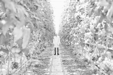 Black and white photo of crop scientist walking and looking at tomatoes growing in greenhouse