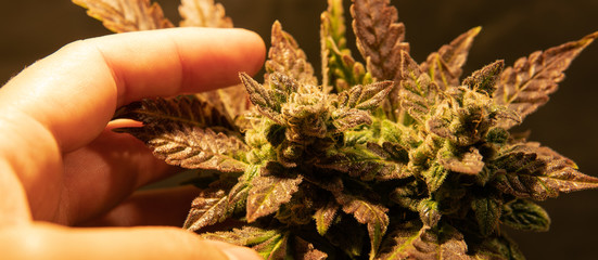 fresh harvest cannabis bud in details. Powerful trichomes of marijuana flowers.