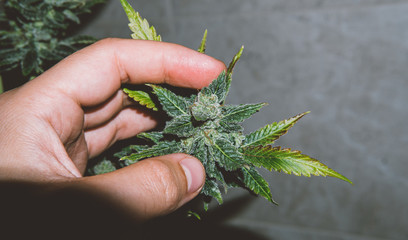 fresh harvest cannabis bud in details. Powerful trichomes of marijuana flowers.