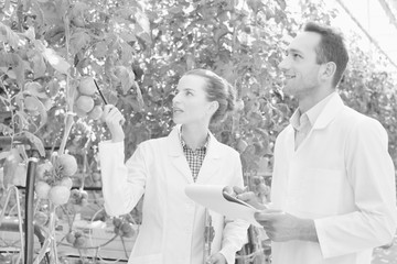 Black and white photo of crop scientists examining tomatoes growing in greenhouse