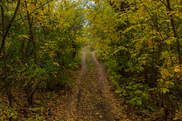 Obraz premium Dirt dirt road through thick deciduous autumn forest. Cold autumn morning in the forest.