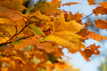 Fototapeta na wymiar close up view of orange maple leaves on branch