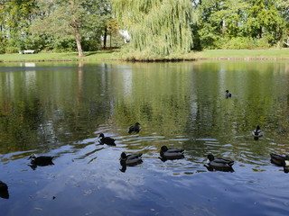 Enten, Ente, Wasser, See, Kurpark
