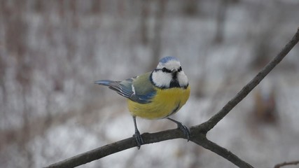 Blue tit on a tree branch on a winter background.