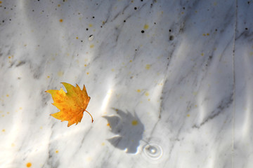 hoja amarilla sobre el agua de un estanque otoño 4M0A9523-as19