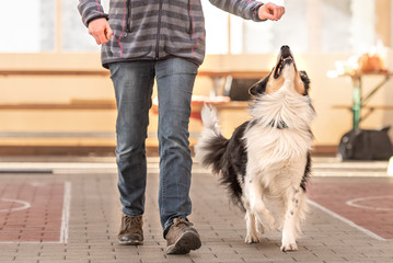 Good attentive Border Collie dog works together with his owner.