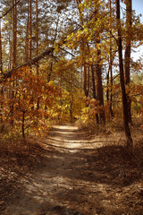 Obraz premium trees with yellow and green leaves in autumnal park at day