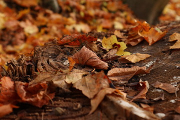 Autumn dry leaves lying on the forest floor, background