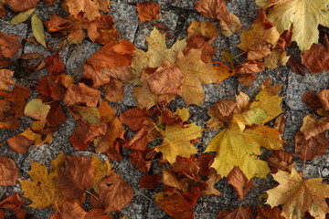 Autumn dry leaves lying on the pavement, background
