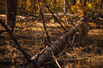 fallen tree trunk on ground in autumnal forest