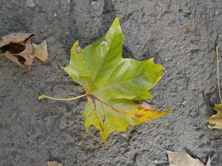 Ahornblatt, Blatt, grün, laub, herbst