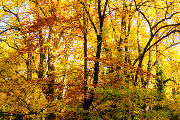 Fototapeta premium Autumn in the park