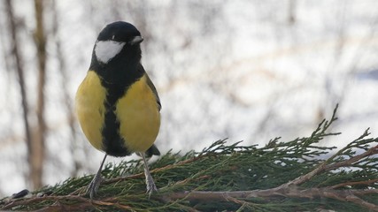 Tit on a branch of thuja on a winter background.