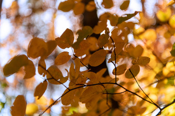 close up view of autumnal golden foliage