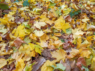 Autumn leaves are red yellow and green. Beautiful Autumn Background.