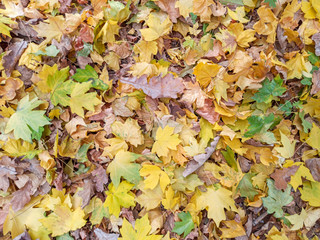 Autumn leaves are red yellow and green. Beautiful Autumn Background.