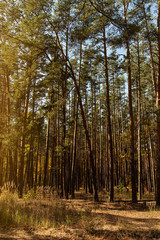 scenic autumnal forest with golden trees and tall pines in sunlight