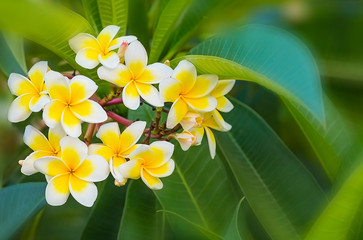 Beautuful white and yellow plumeria flowers on a plumeria tree. Tender floral tropical flower background.