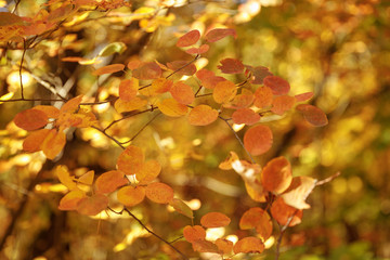 selective focus of trees with yellow leaves in autumnal park at day