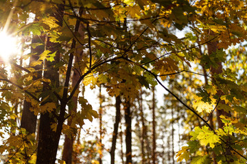 low angle view of picturesque autumnal forest with golden foliage and tree branches in sunlight