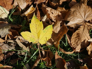 Gelbes Blatt im Herbst