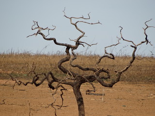 Rural Landscapes of Tr&ecirc;s Marias - Minas Gerais - Brazil, with houses, trees and lakes, and plants