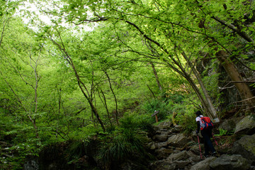 Fototapeta premium 棒ノ嶺（棒ノ折山）の登山道