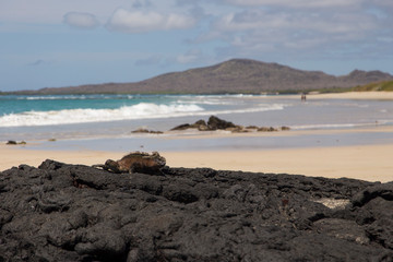 Fototapeta na wymiar Large male marine iguana seen crawling unto lava rocks with beautiful sand beach and mountain in the background, Puerto Villamil, Isabela Island, Galapagos, Ecuador
