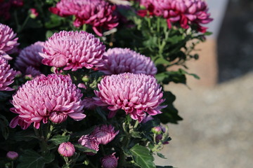 fleur de novembre