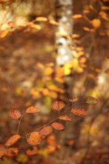 selective focus of trees with yellow leaves in autumnal park at day