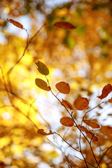 selective focus of trees with yellow leaves in autumnal park at day