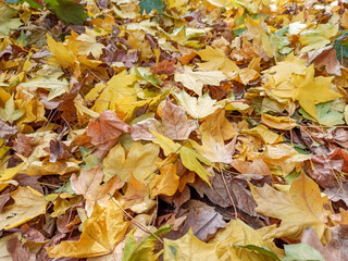 Autumn leaves are red yellow and green. Beautiful Autumn Background.
